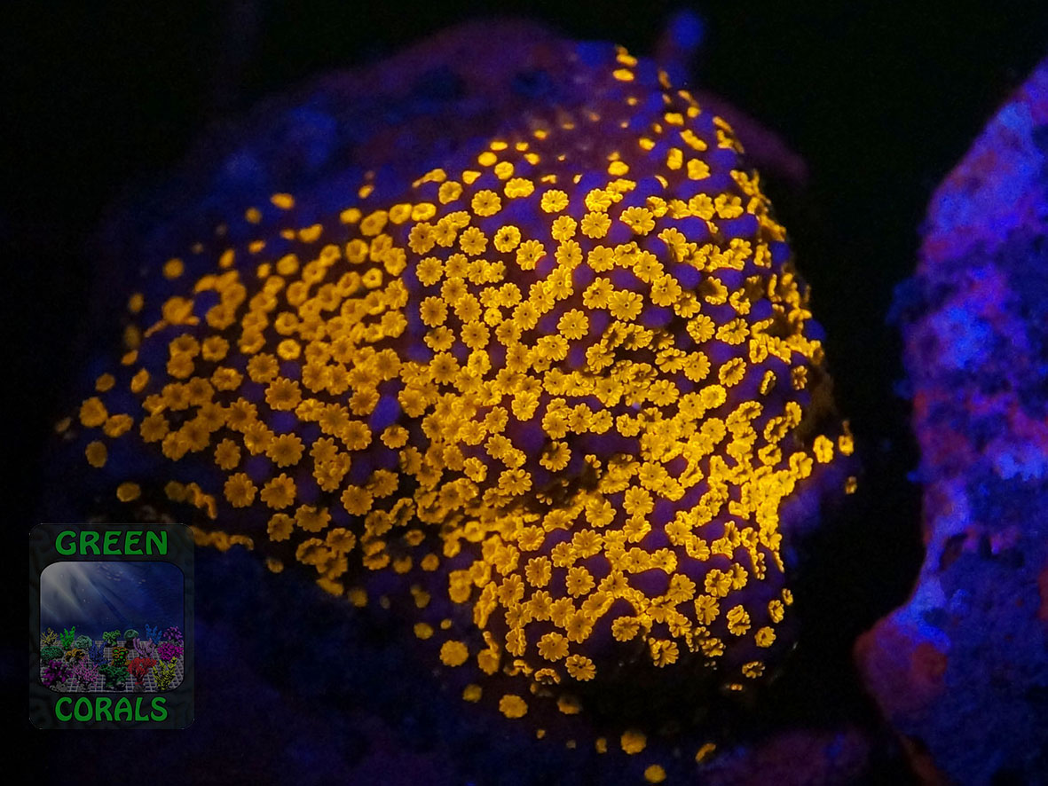 4_Montipora-sp.-superman´_Fluoro-DSC06388