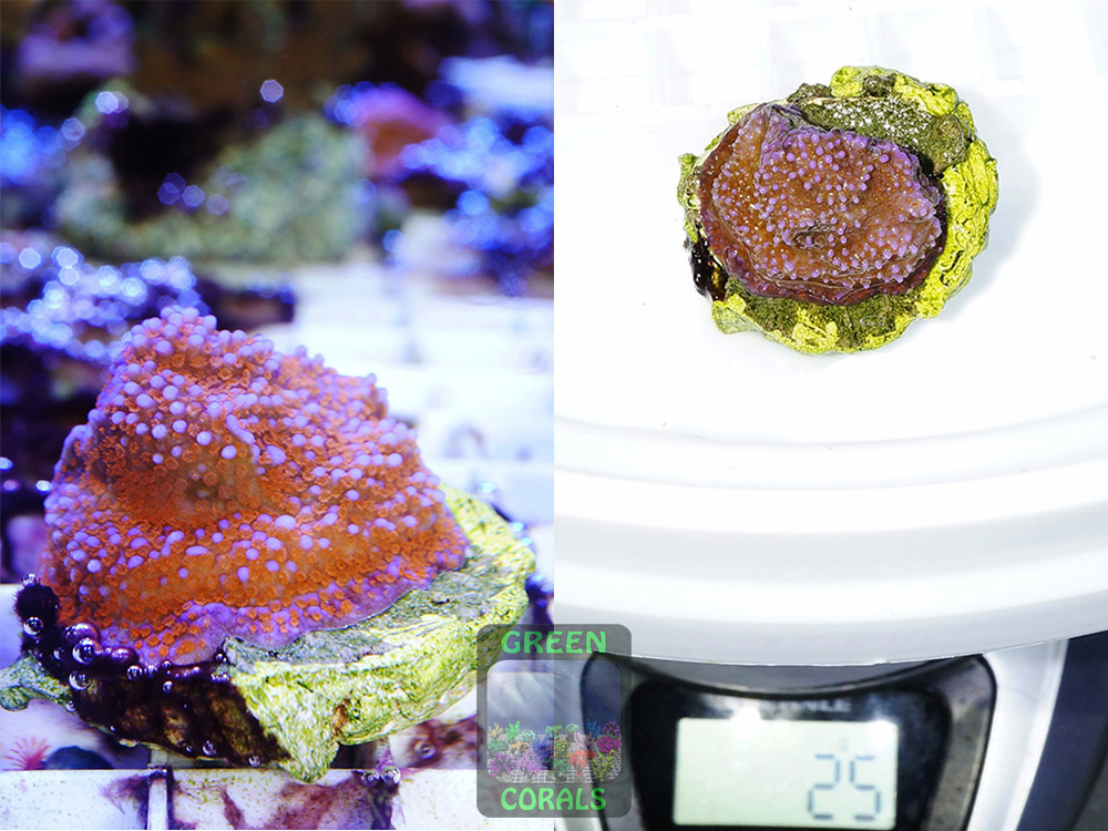 Montipora-sp.-‚superman‘-DSC06937_2er