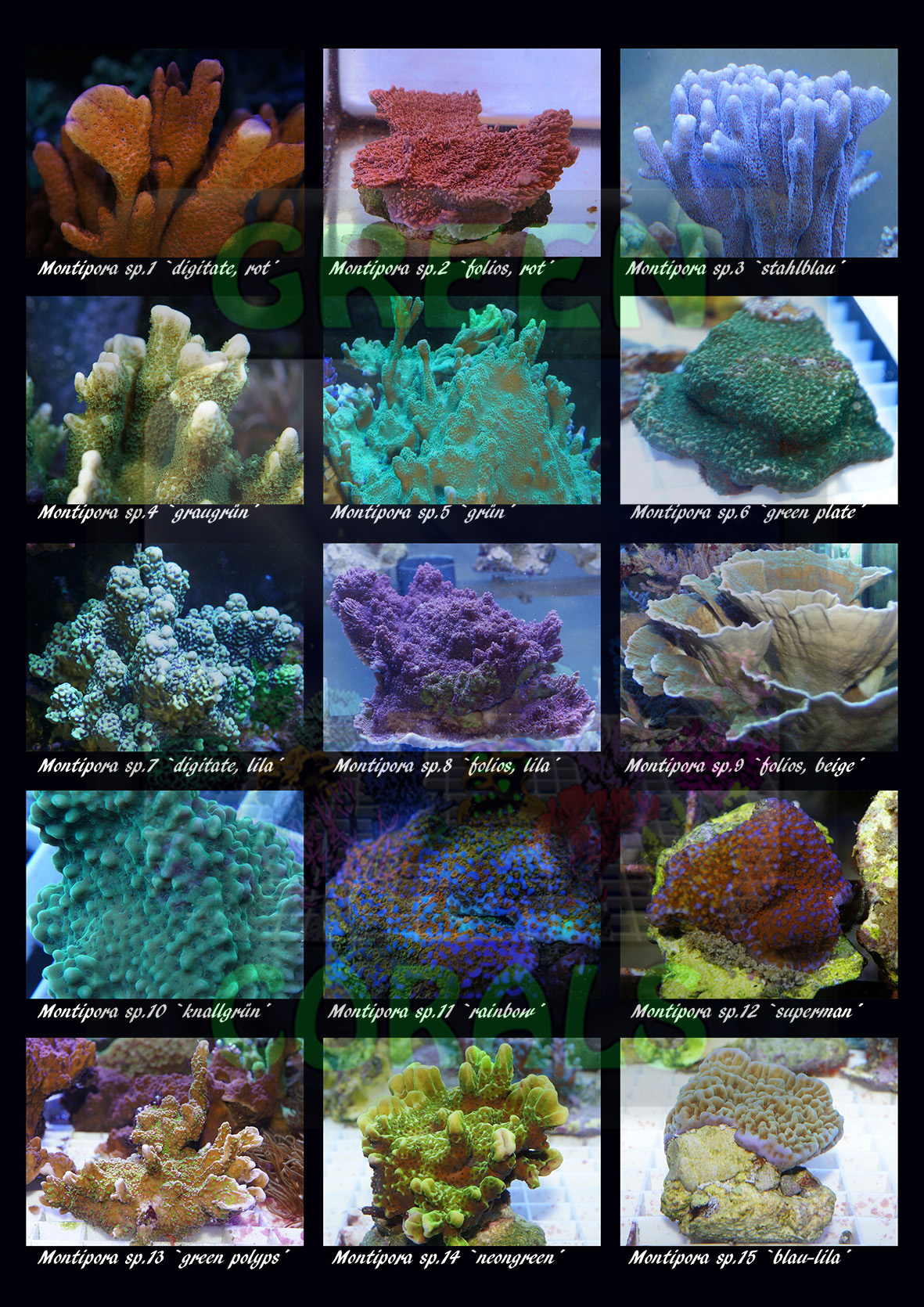 Montipora Fotoraster DinA4 k