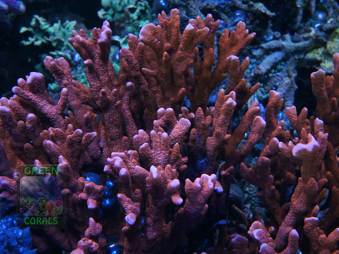 Montipora sp.1 `digitate, rot´_DSC06679