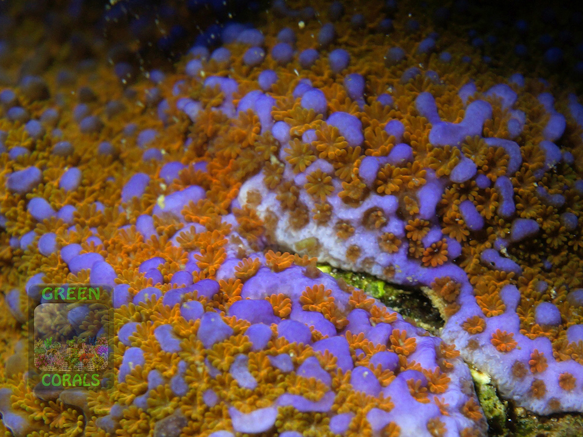 Montipora sp.11 `rainbow´_DSC06597