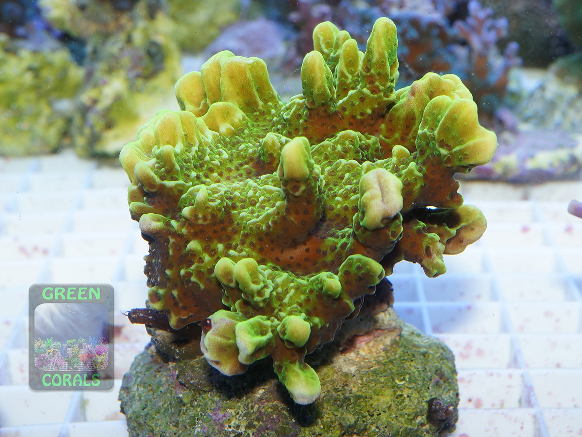 Montipora sp.14 `neongreen, brown polyps´_DSC07026