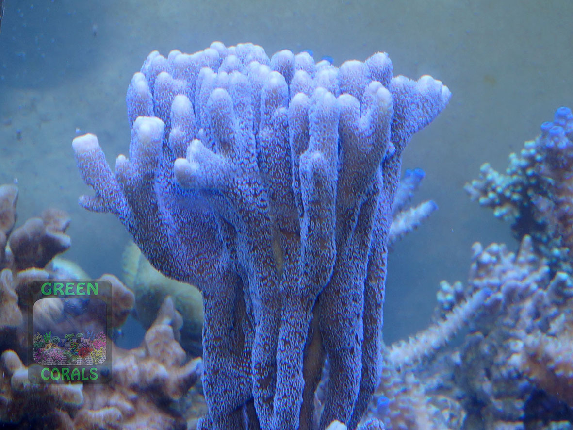 Montipora sp.3 `stahlblau´_DSC02255