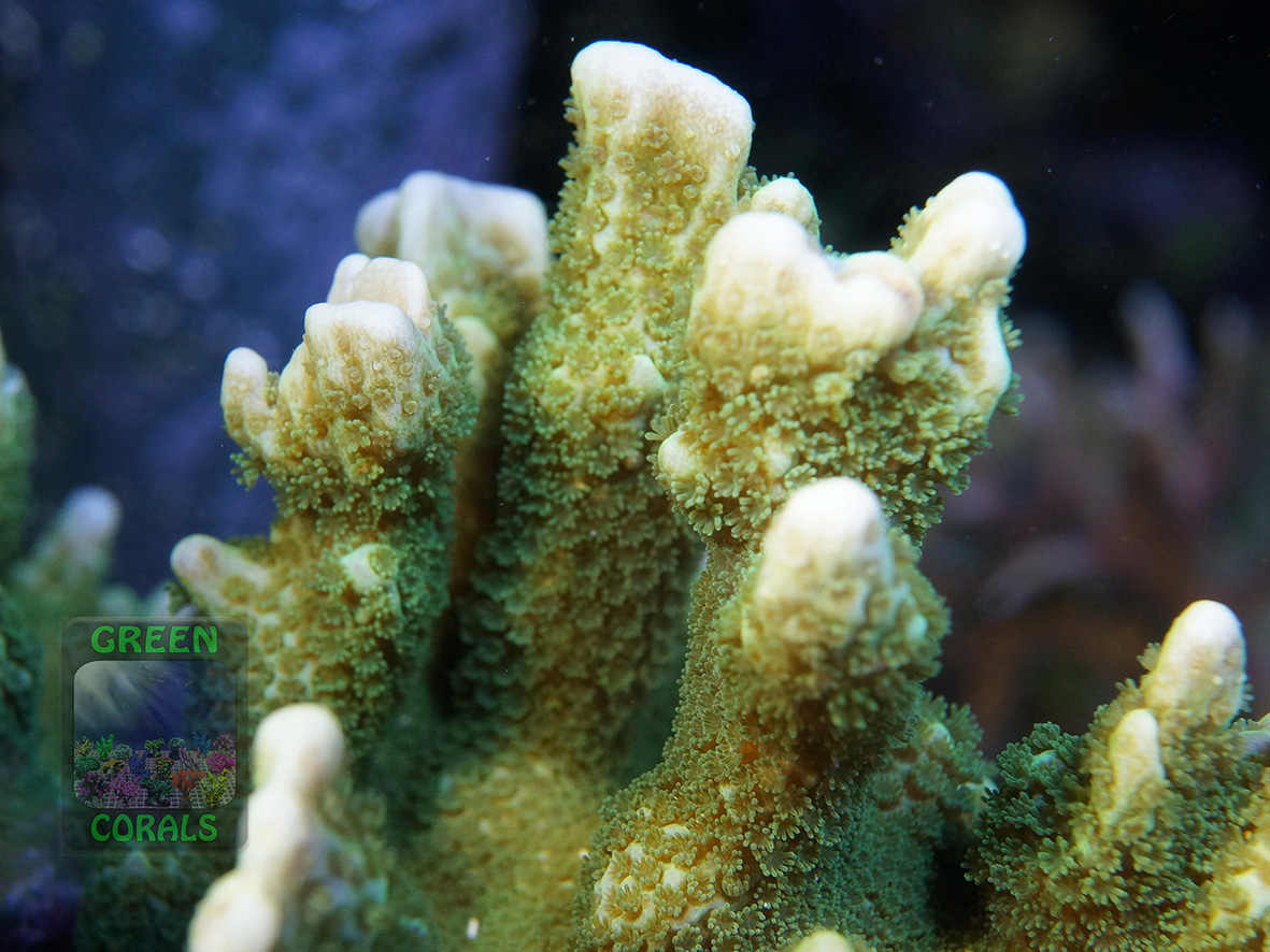 Montipora sp.4 `graugrün´_DSC06851