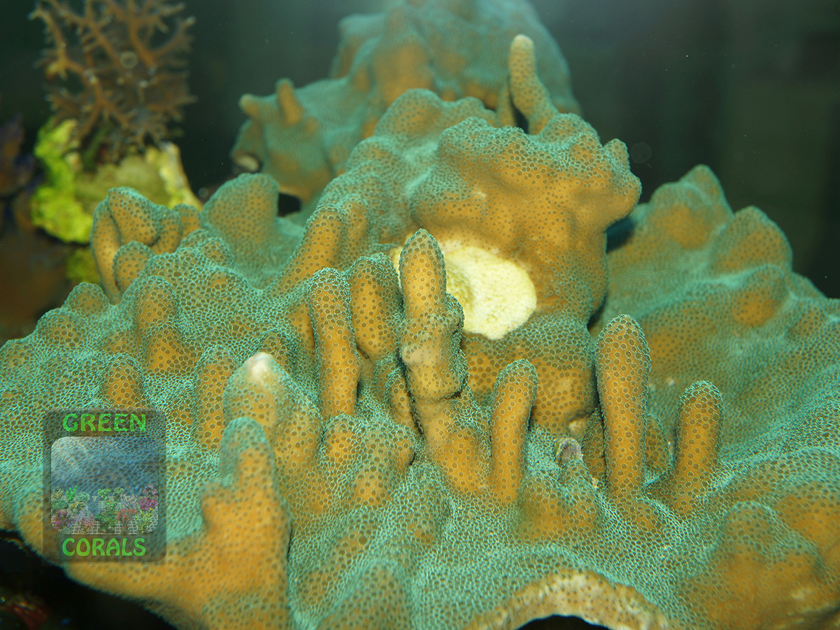 Montipora sp.5 `grün´_DSC00456