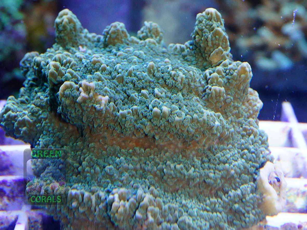 Montipora sp.6 `green plate_DSC01233