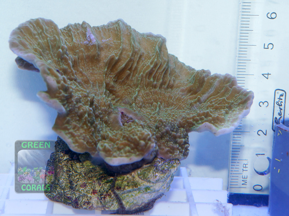 Montipora sp.9 `folios, beige´_DSC00345