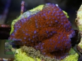 Montipora sp.12 `superman´ DSC06871