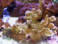 Montipora sp.13 `green polyps´ DSC06865