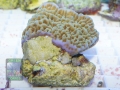 Montipora sp.15 `blau-lila´ DSC07012