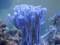 Montipora sp.3 `stahlblau´_DSC02255
