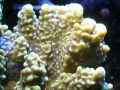 Montipora sp.7 `digitate, lila´ DSC06578