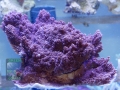 Montipora sp.8 `lila´ DSC04145
