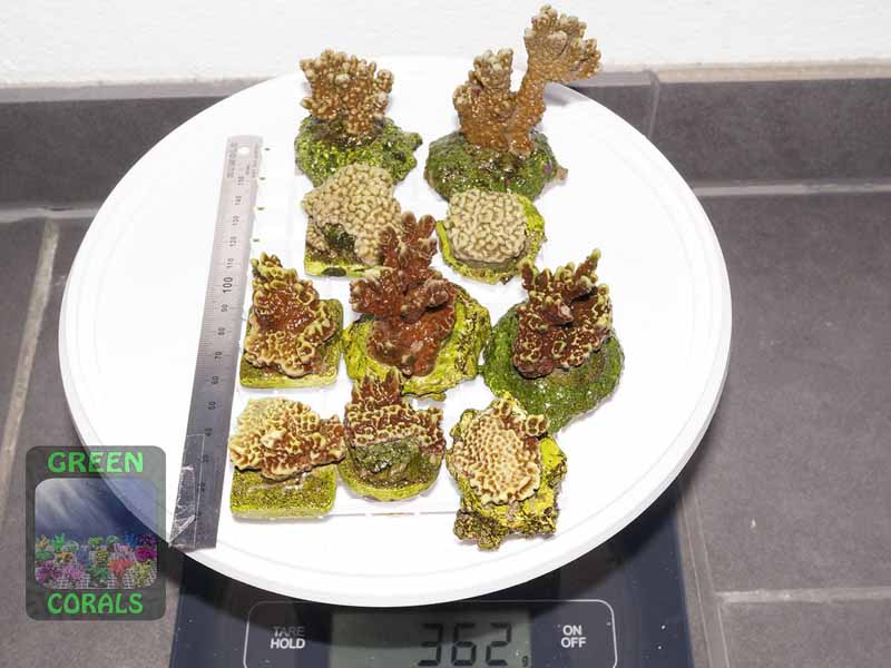 Montipora-capitata-M.-confusa-M.-danae-S-M-DSC07302