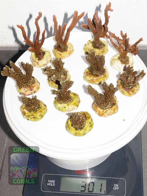 Montipora-capitata-M.-sp.digitate-rot´-S-M-DSC01889