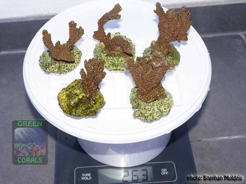 Montipora-capitata-digitate-lila´-M-L-DSC07639