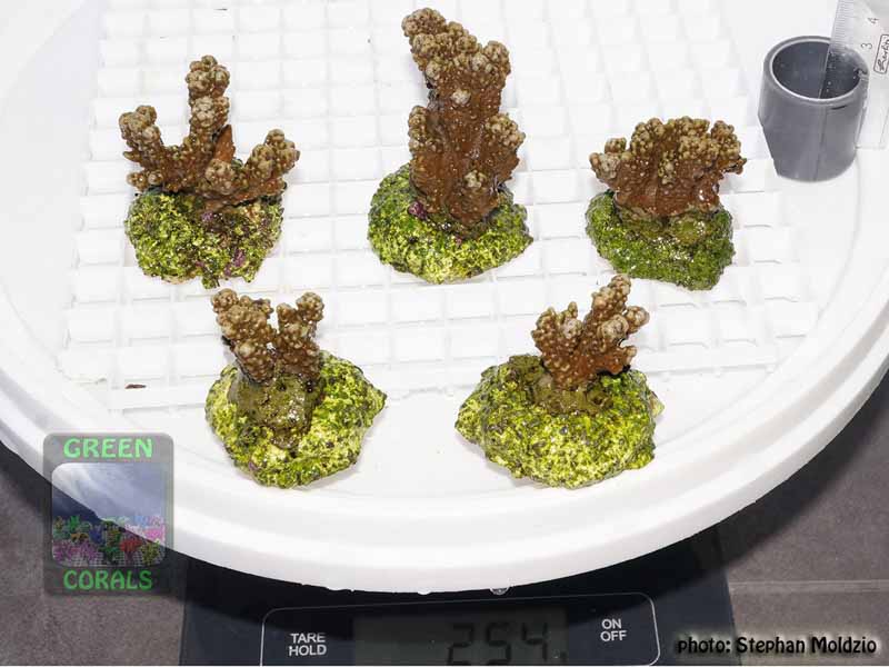 Montipora-capitata-digitate-lila´M-DSC07710