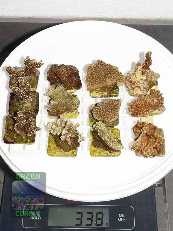 Montipora-confusa-M.-sp.gruen´-M.-sp.green-polyps´-S-DSC03247