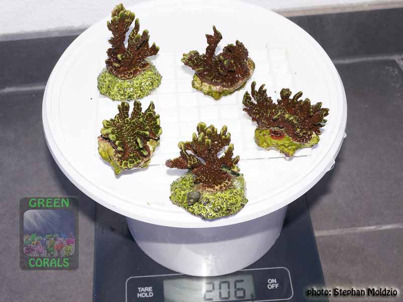 Montipora-confusa-neongreen´-M-DSC07633