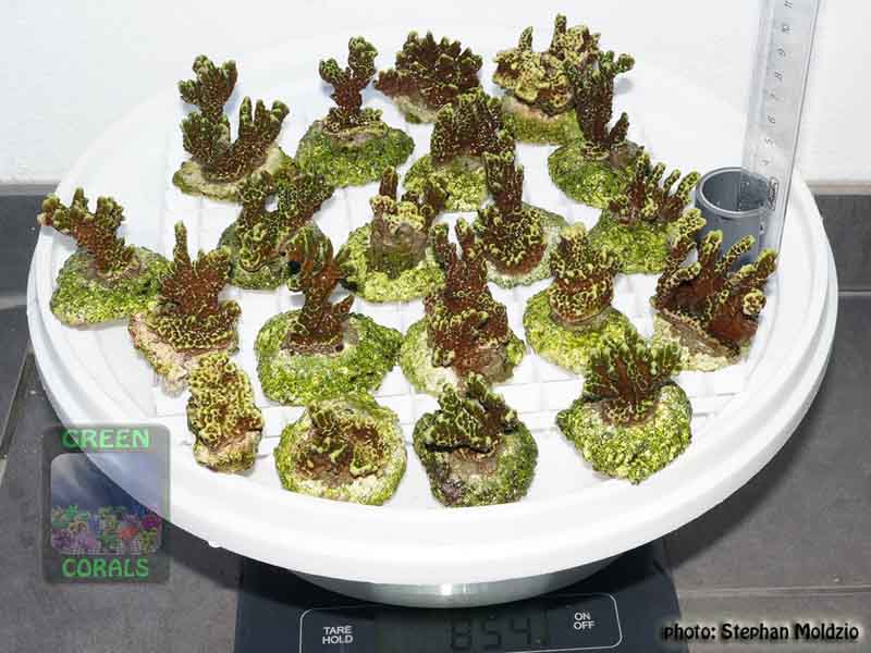 Montipora-confusa-neongreen´-S-M-DSC07675