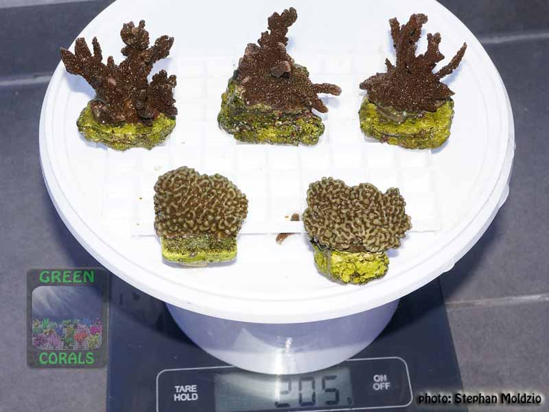 Montipora-danae-M.-sp.green-polyps´-M-DSC07642