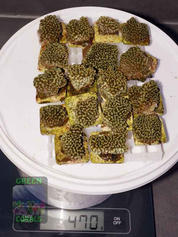 Montipora-danae-knallgruen´-S-M-DSC05514