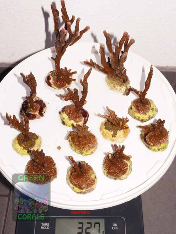Montipora-samarensis-M.-sp.digitate-rot´-S-M-L-DSC04146