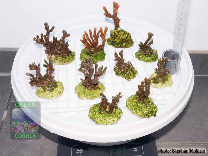 Montipora-samarensis-M.-sp.digitate-rot´M.-sp.digitate-stahlblau´-S-M-L-DSC07679