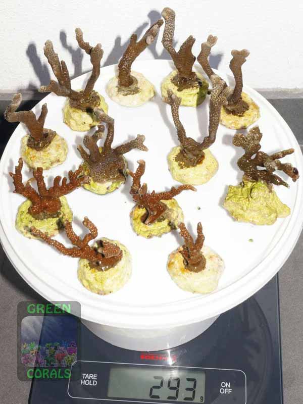 Montipora-samarensis-M.-sp.stahlblau´-S-DSC01891