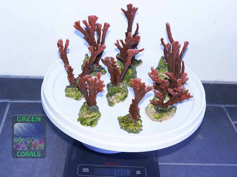 Montipora-sp.-digitate-rot´-M-L-DSC08648