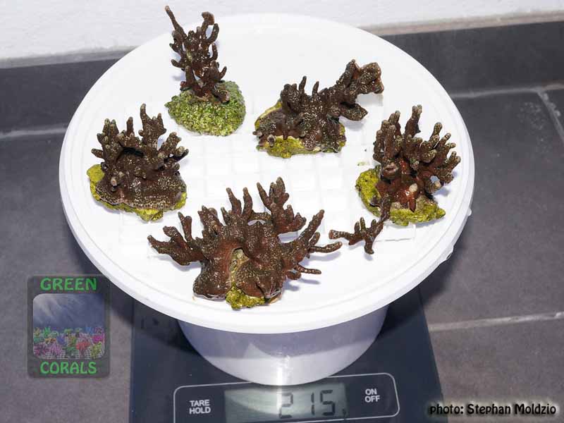 Montipora-sp.4-graugruen´-M-L-DSC07634