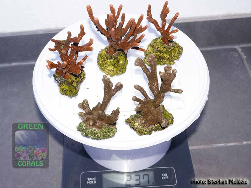 Montipora-sp.digitate-rot´-M.-sp.stahlblau´-M-L-DSC07637