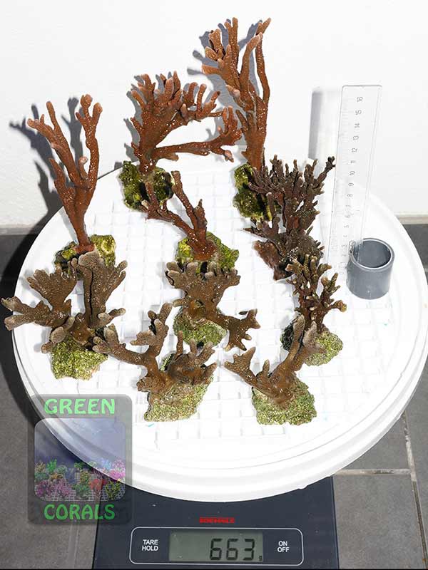 Montipora-sp.digitate-rot´-M.-sp.stahlblau´-M.-sp.graugruen-M-L-DSC09822