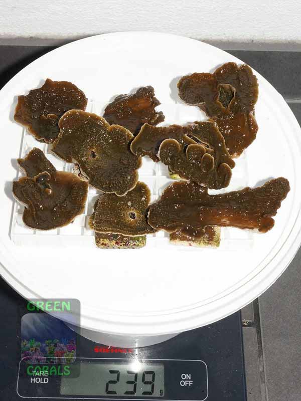 Montipora-sp.folios-beige´-M-DSC03249