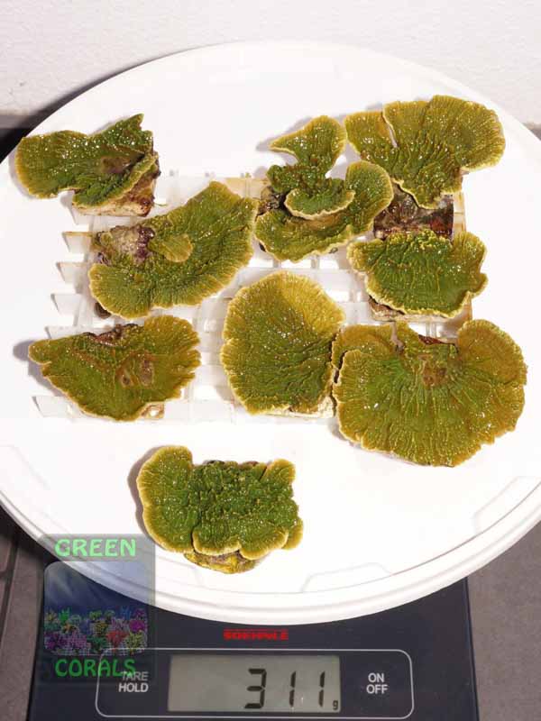 Montipora-sp.foliosgelb´-M-DSC04139