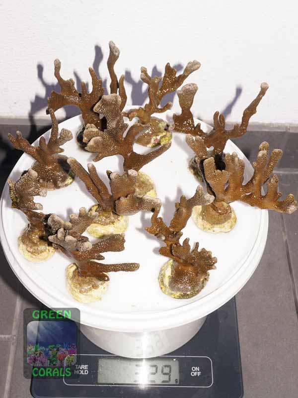 Montipora-sp.stahlblau´M-DSC04190
