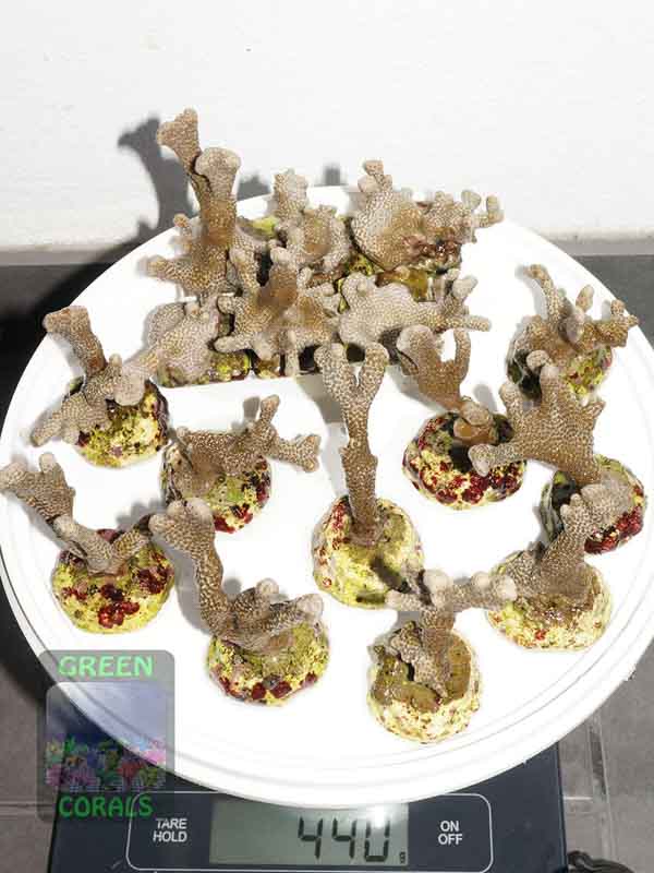 Montipora-sp.stahlblau´S-M-DSC03186
