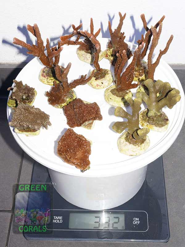 Montipora-spp.-Porites-sp.-M-DSC02225