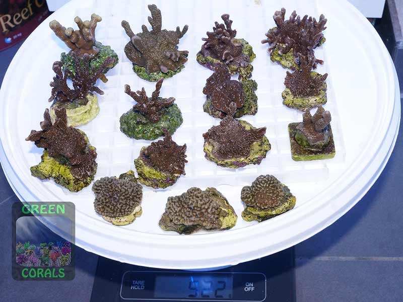 Montipora-spp.-Porites-sp.-S-M-DSC07883
