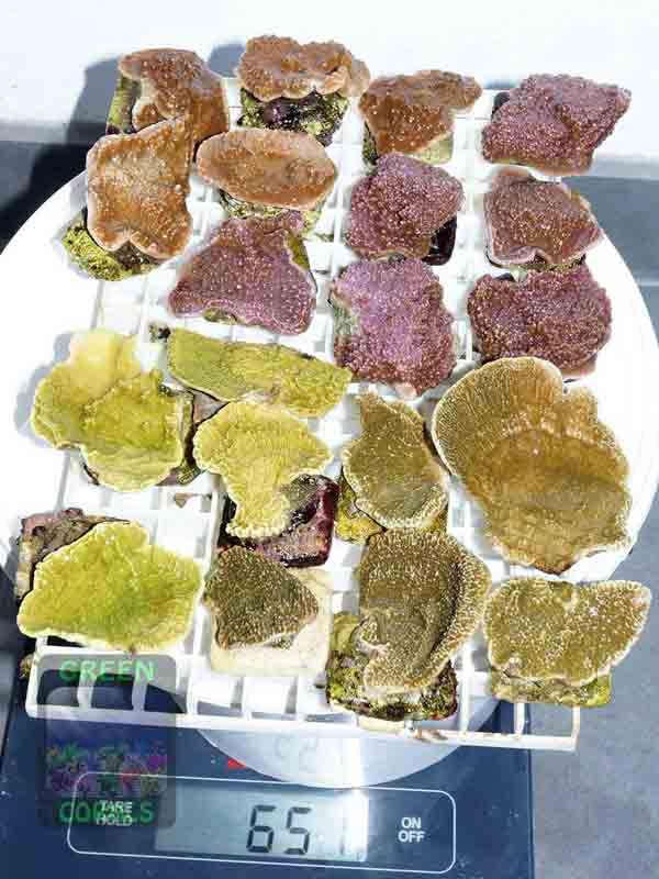 Montipora-spp.foliosgelb´folioslila´-foliosrot´-foliosbeige´M-DSC03027