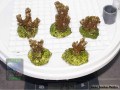 Montipora-capitata-digitate-lila´M-DSC07710