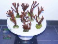 Montipora-sp.-digitate-rot´-M-L-DSC08654