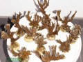 Montipora-sp.stahlblau´M-DSC04149