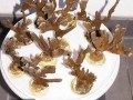 Montipora-sp.stahlblau´M-DSC04190