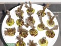 Montipora-sp.stahlblau´S-DSC03290