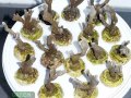 Montipora-sp.stahlblau´S-M-DSC03040