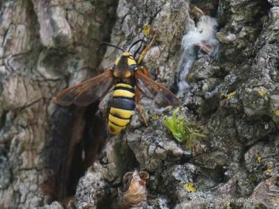 Bates´sche Mimikry: Der Hornissen-Glasflügler (Sesia apiformis)