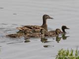 Eine Stockente mit Entenküken auf dem Ölper See