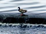 Stockente an Überlaufschwelle Ölper See