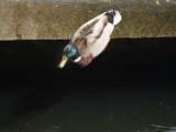 Kopfsprung Stockente an Überlaufschwelle Ölper See